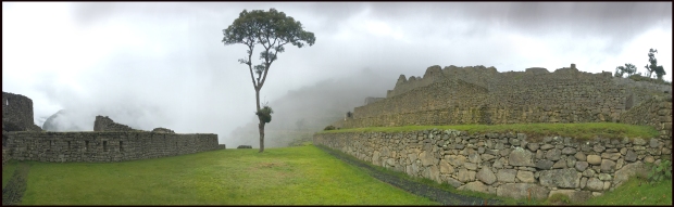Arbre seul au Machu Picchu